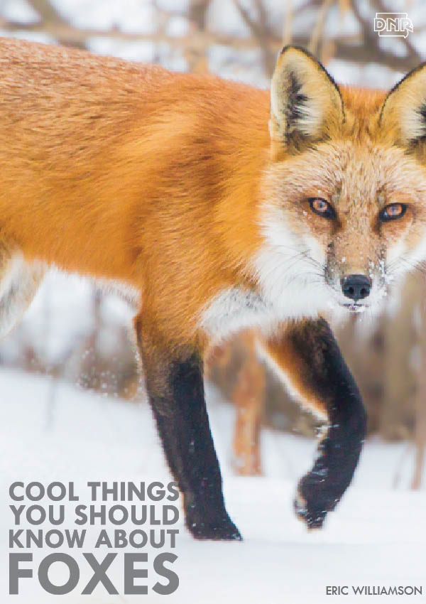 This is what the fox really says (and more cool things you should know about foxes) | Iowa DNR 